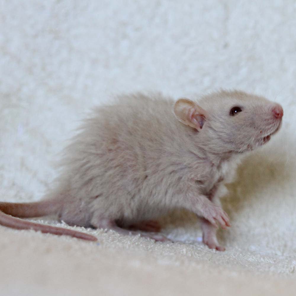 Fluffy rat cheap