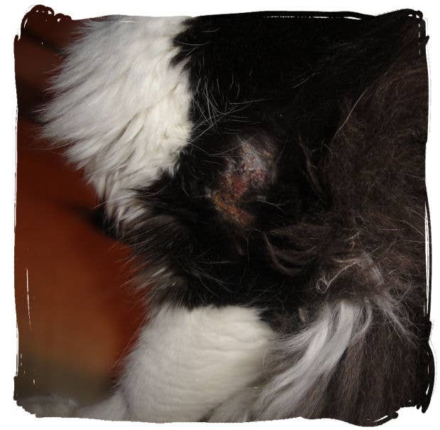 How to Get Rid of Hot Spots on Cats - PetHelpful