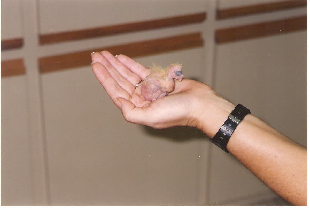 newborn-cockatiel-growth-chart-cockatiel-normal