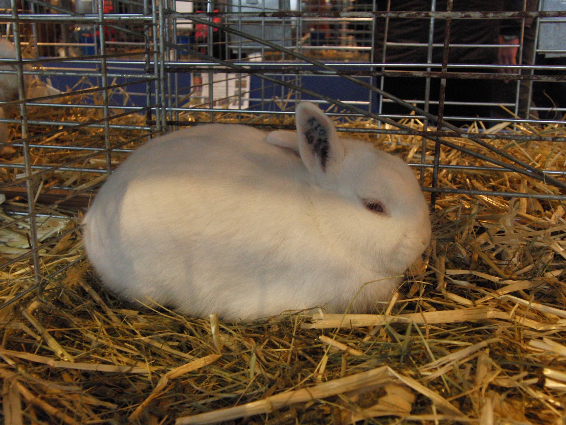 White Dwarf Baby Bunny Rabbits Dwarf Rabbit Baby Hi Res Stock