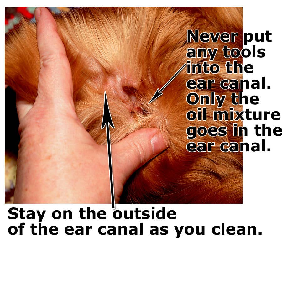 Ear Mites In Dogs Ear Mites Bothell Pet Hospital