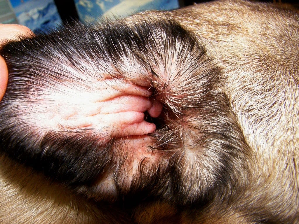 skin mites on dogs home remedy