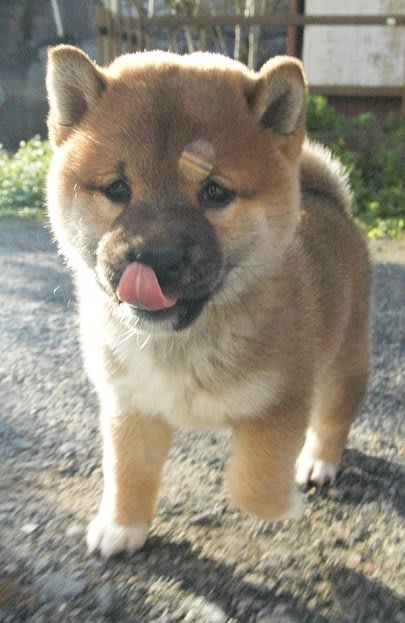 miniature dogs that dont bark