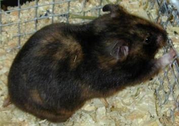 Why Are Calico Cats Always Female?