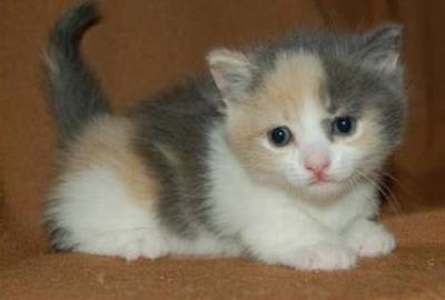 Why Are Calico Cats Always Female?, حجم الصورة 400x270