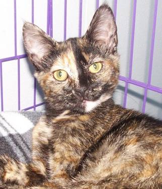 Why Are Calico Cats Always Female?