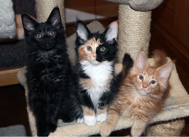 Why Are Calico Cats Always Female?, حجم الصورة 654x474