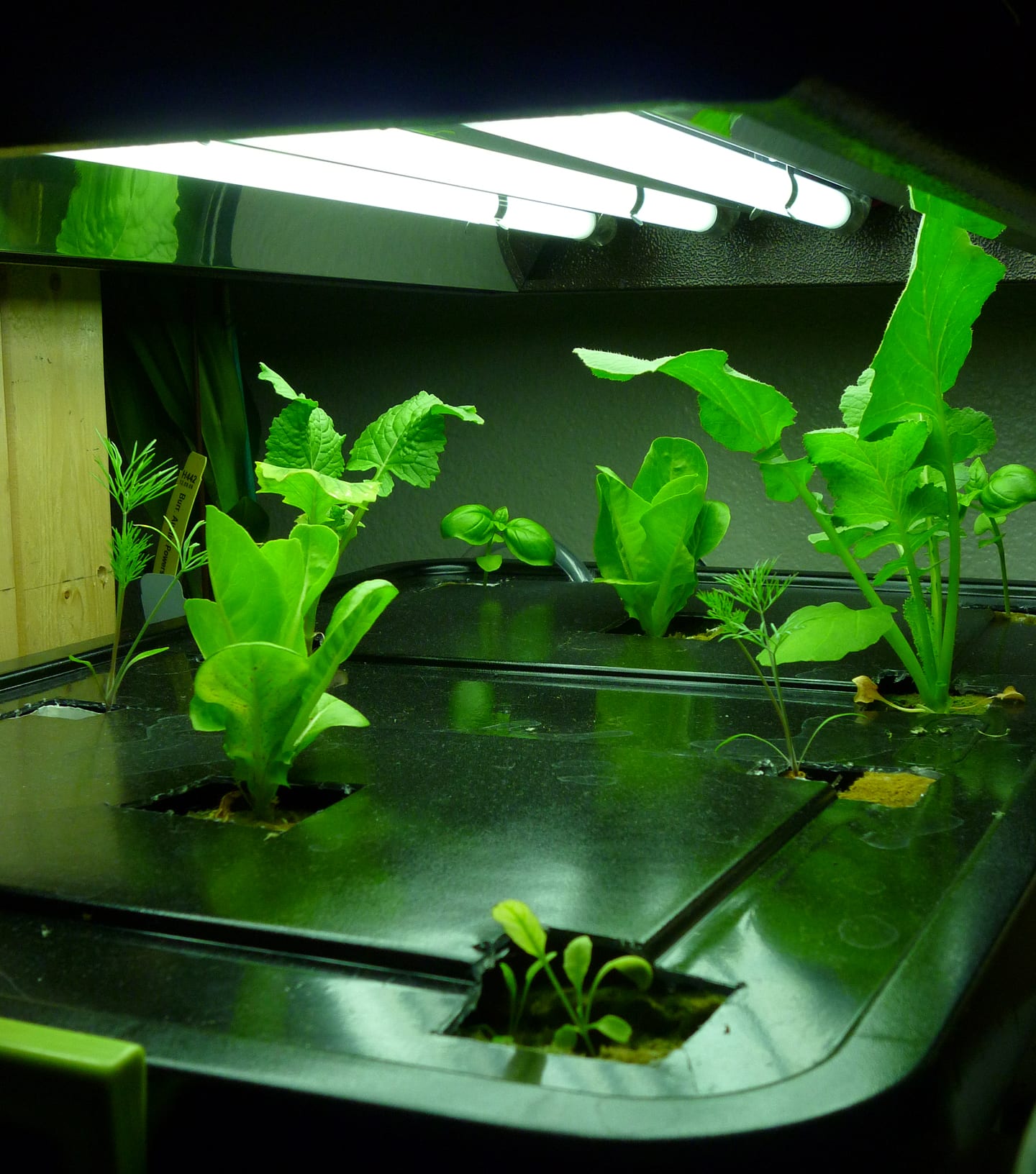 Aquaponics Setup: How to Build a Functioning System - PetHelpful, image size:1440x1632