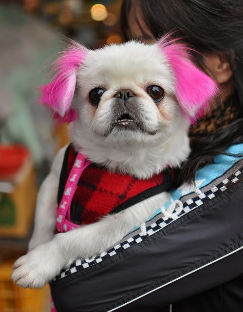 natural dog hair dye