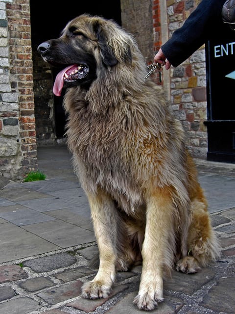 Shepherd Breeders Largest German Shepherd Dog Extra Large German
