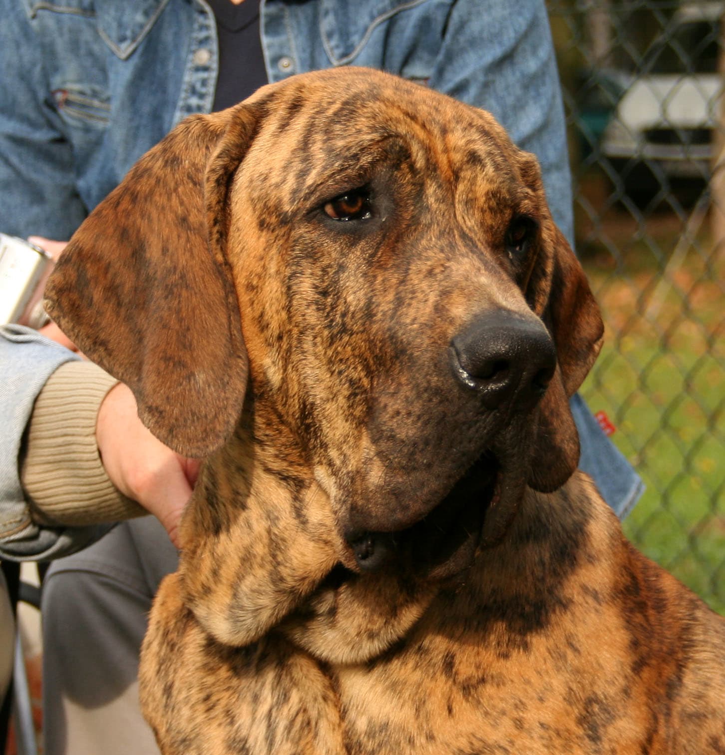 Best Dog Names From Latin America