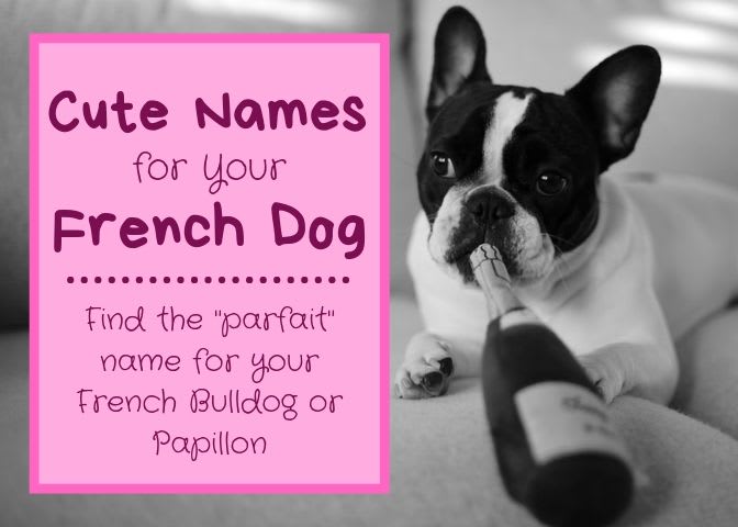Cute French Dog Names for a Papillon or French Bulldog