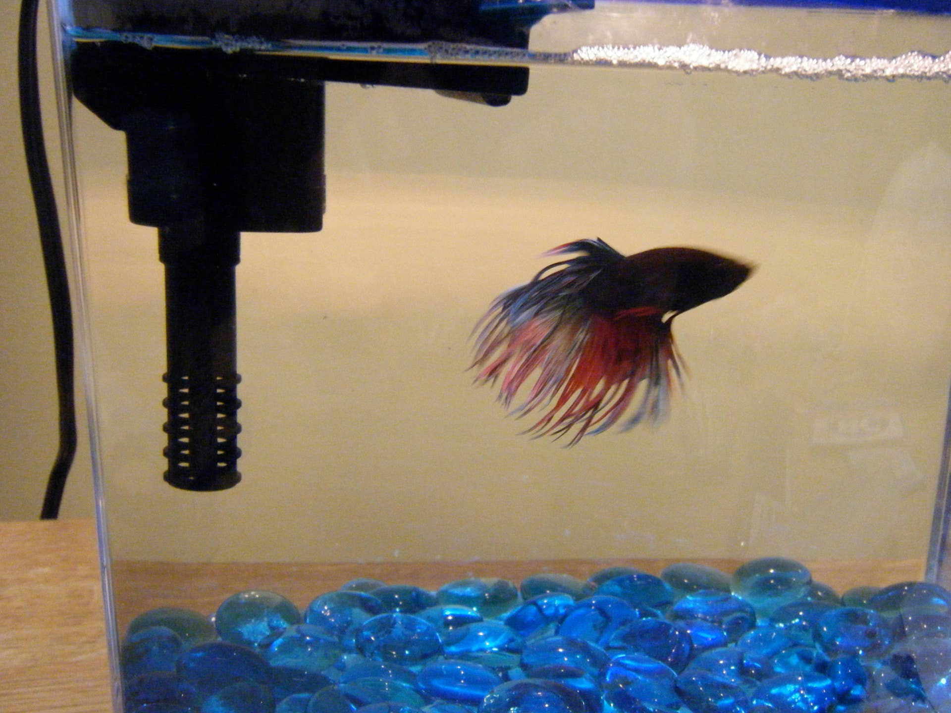Setting Up A Freshwater Aquarium A Guide For Beginners How To Set Up A