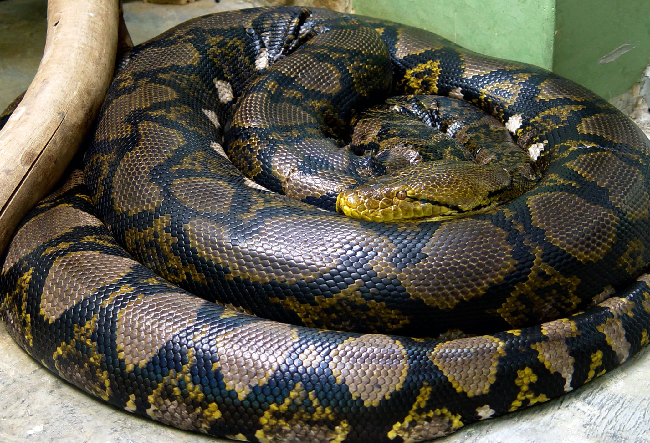 14 Species of Boas and Pythons: Amazing Constricting Snakes