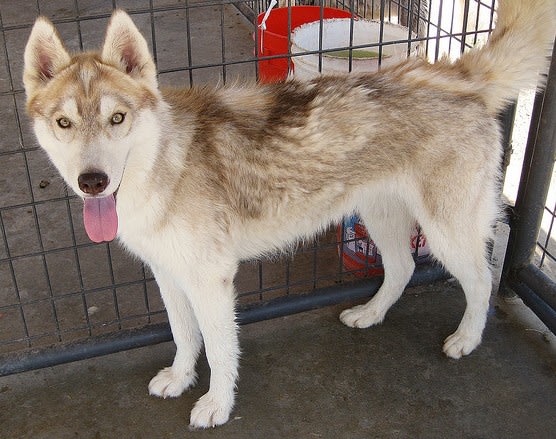 Husky Dog Losing Chunks Of Hair Buy Husky Losing Hair In Patches
