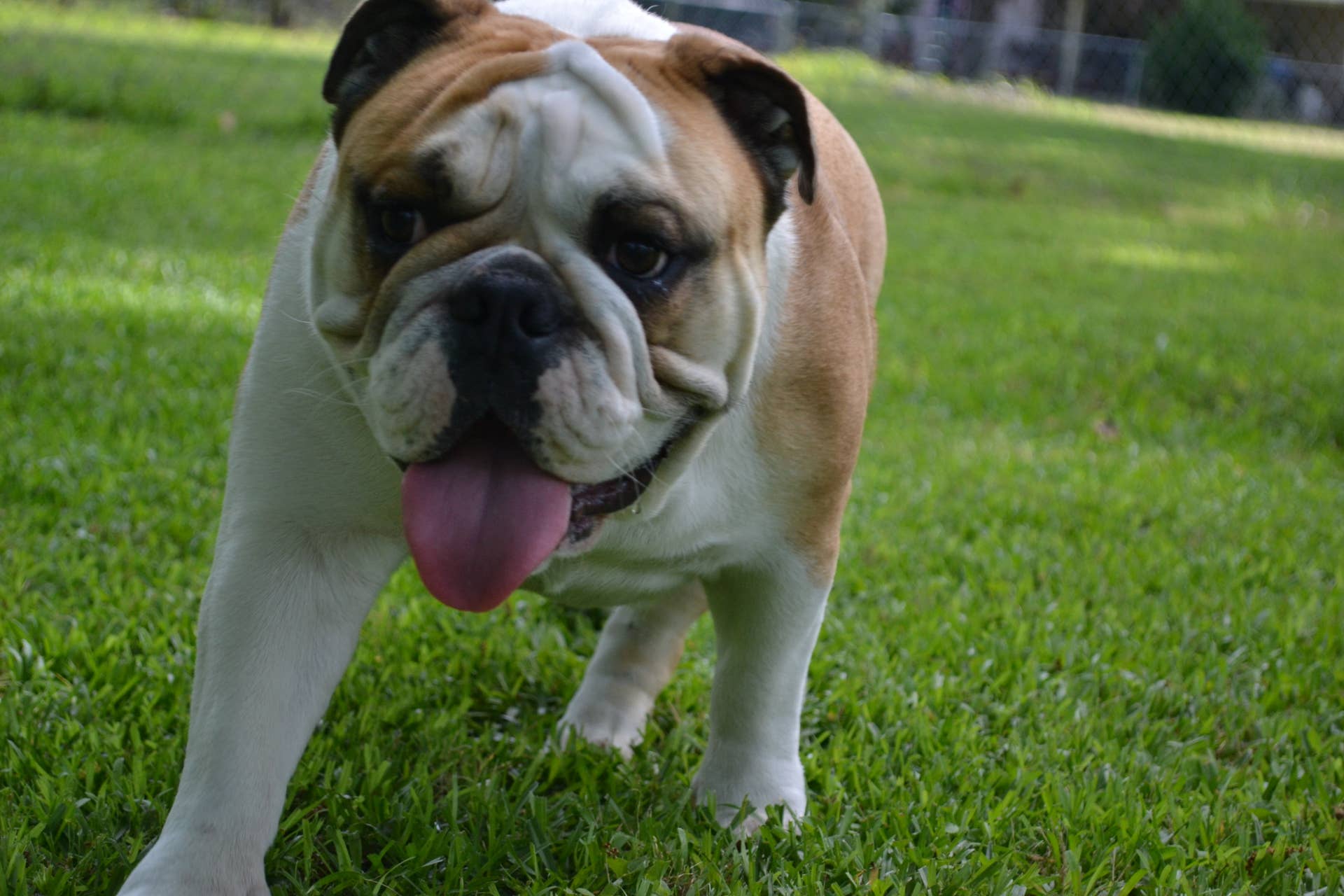 Bull Dog Behavior: Understanding Traits and Training Tips