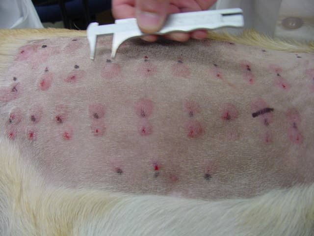 Why Is My Dog's Body Covered in Bumps or Welts? - PetHelpful