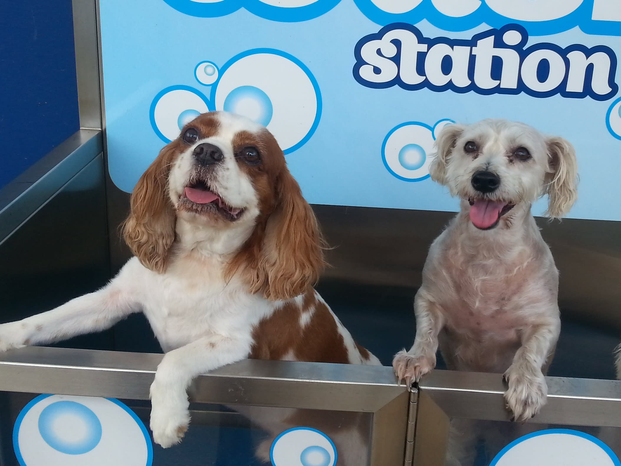 9 Places to Adopt a Dog in Los Angeles | The LA Girl, image size:2106x1583