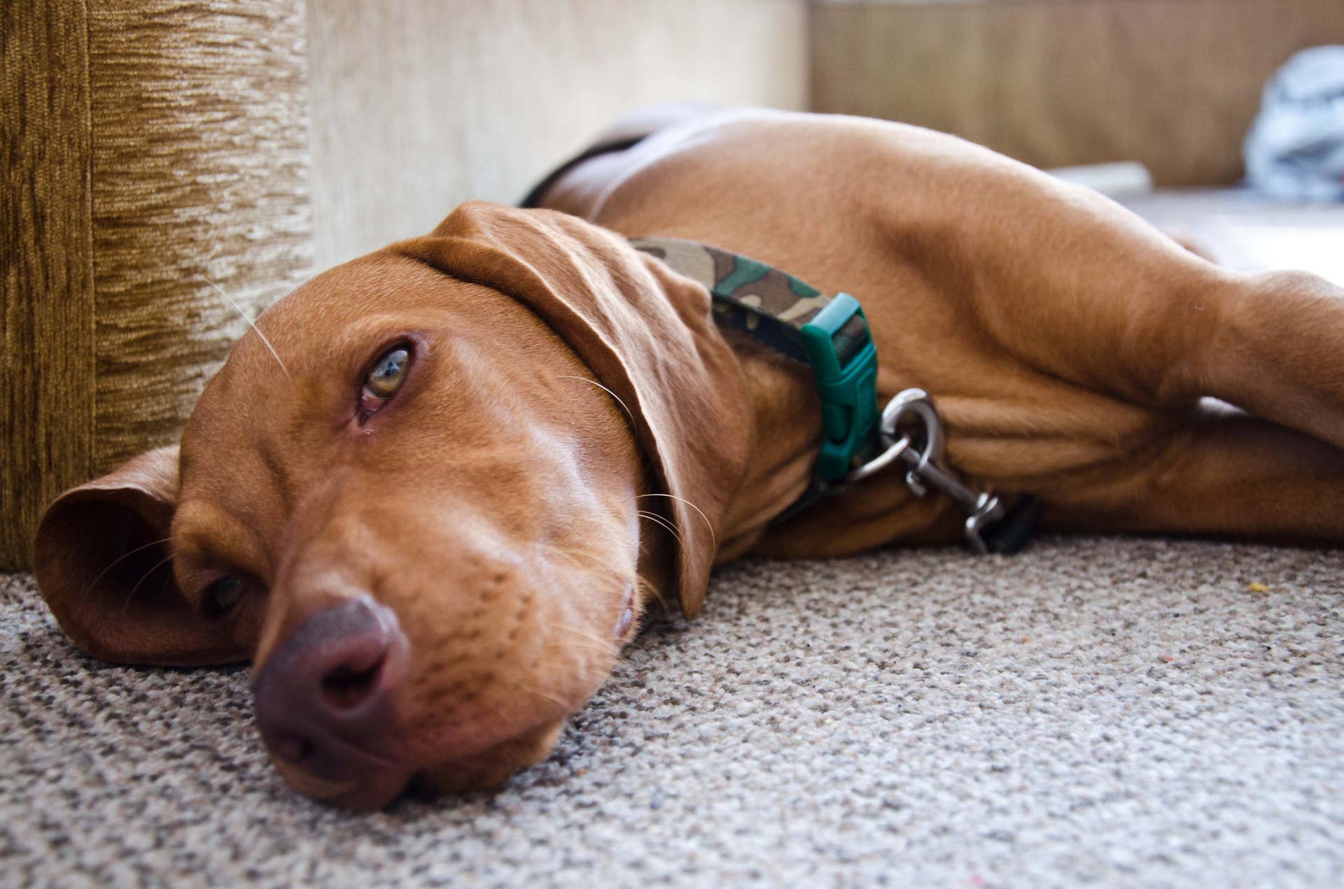 9 Great Dog Breeds With Low Prey Drive (Plus Which Breeds to Avoid ...