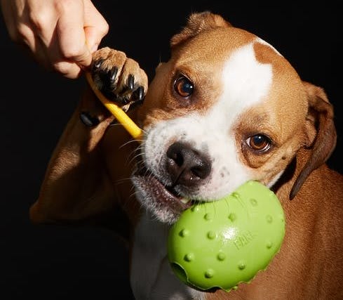 barkbox reviews large dog