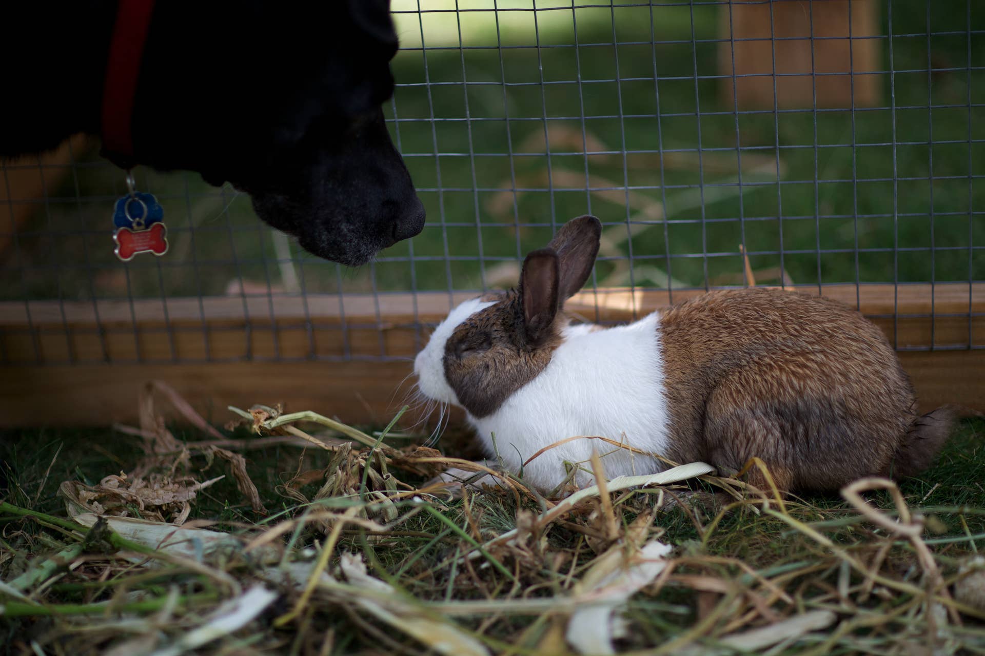 Dog Breeds That Will Get Along With Your Rabbit