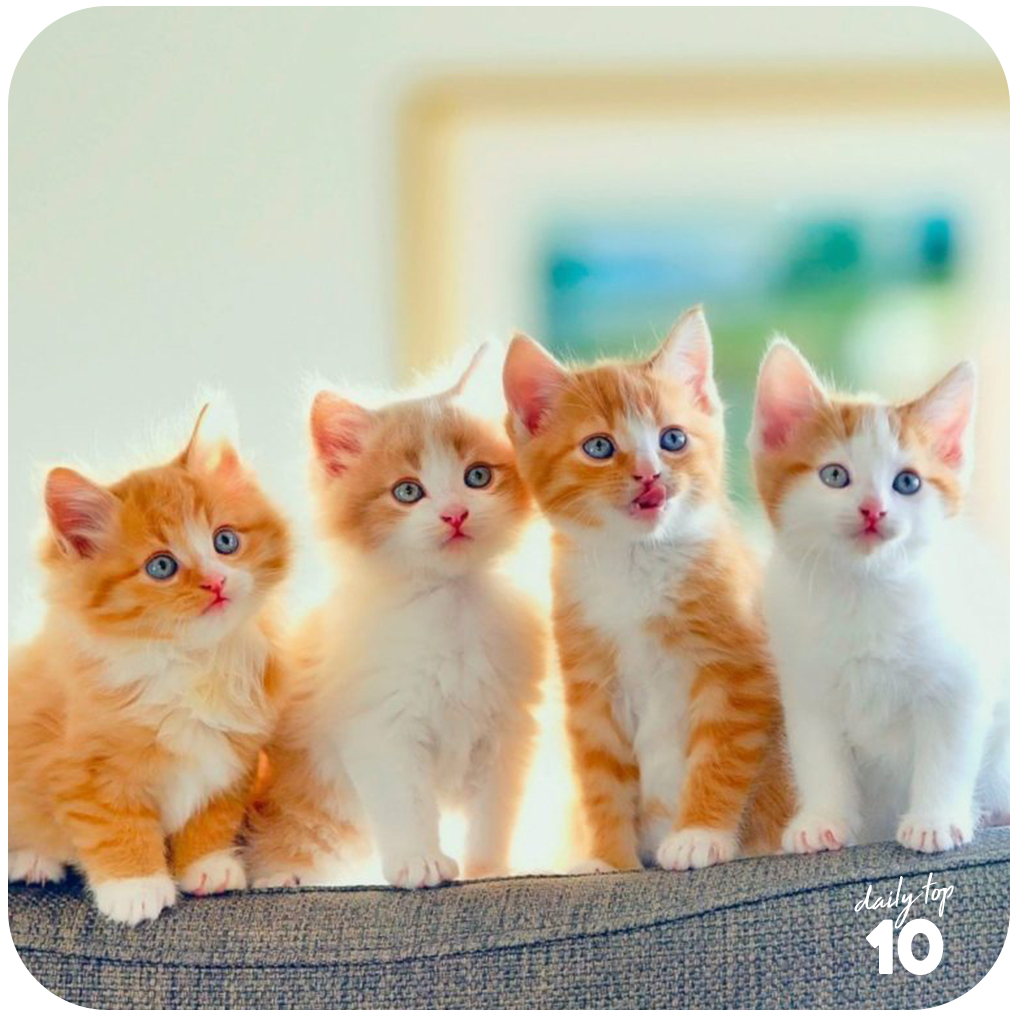 Top 10 Cutest Cat Pictures of All Time + Honorable Mentions - PetHelpful, image size:1020x1020