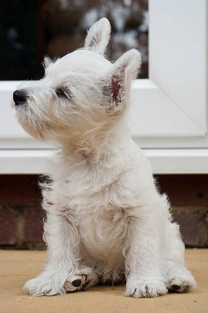 Are There Hypoallergenic Dog Breeds Suitable for Apartments? Top Picks!
