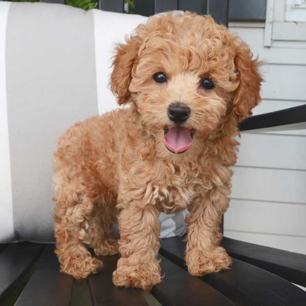 miniature breed