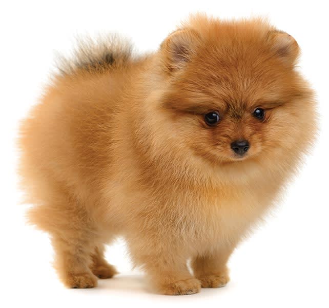 Mini toy dog hotsell