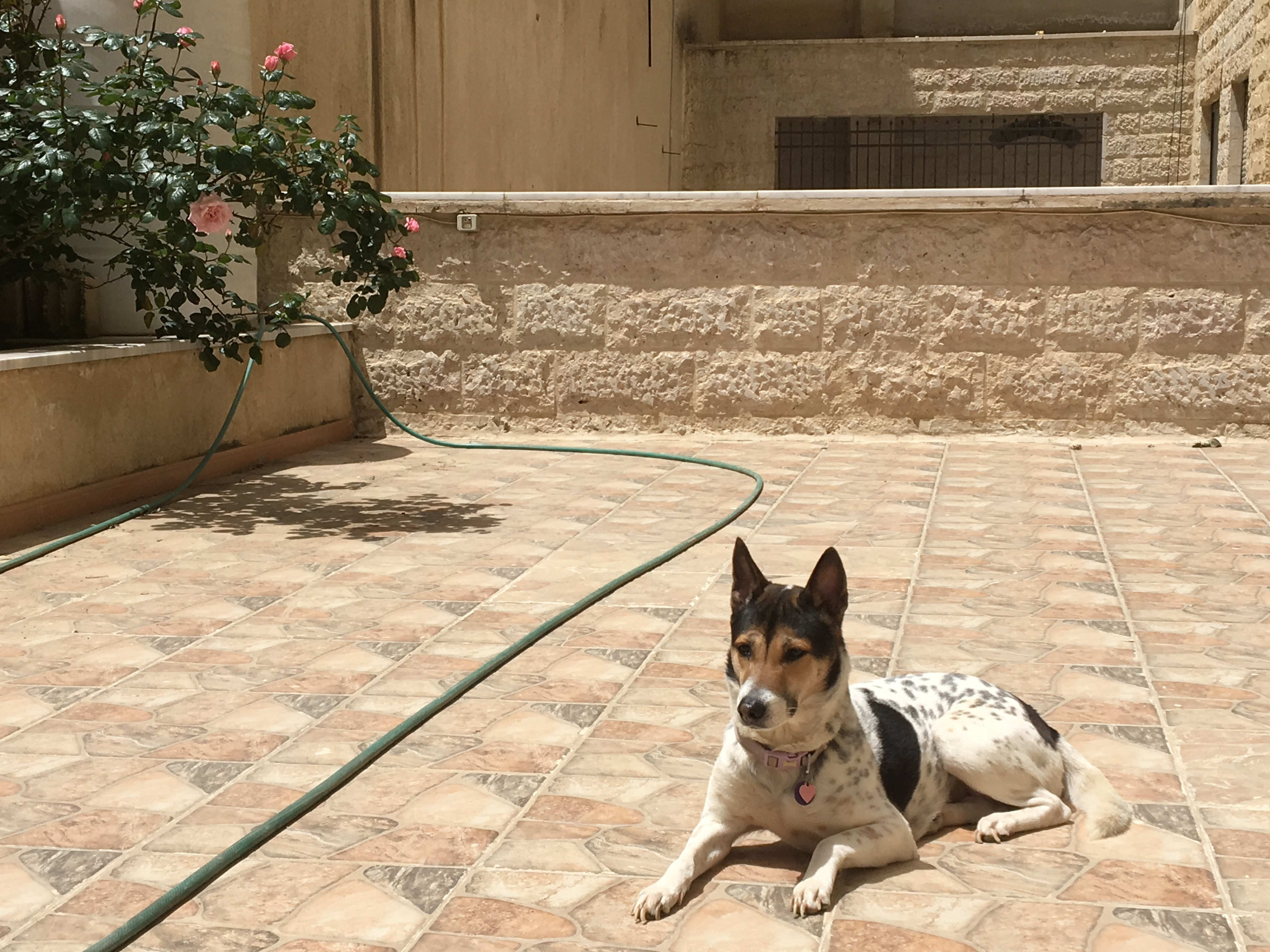 royal jordanian pets