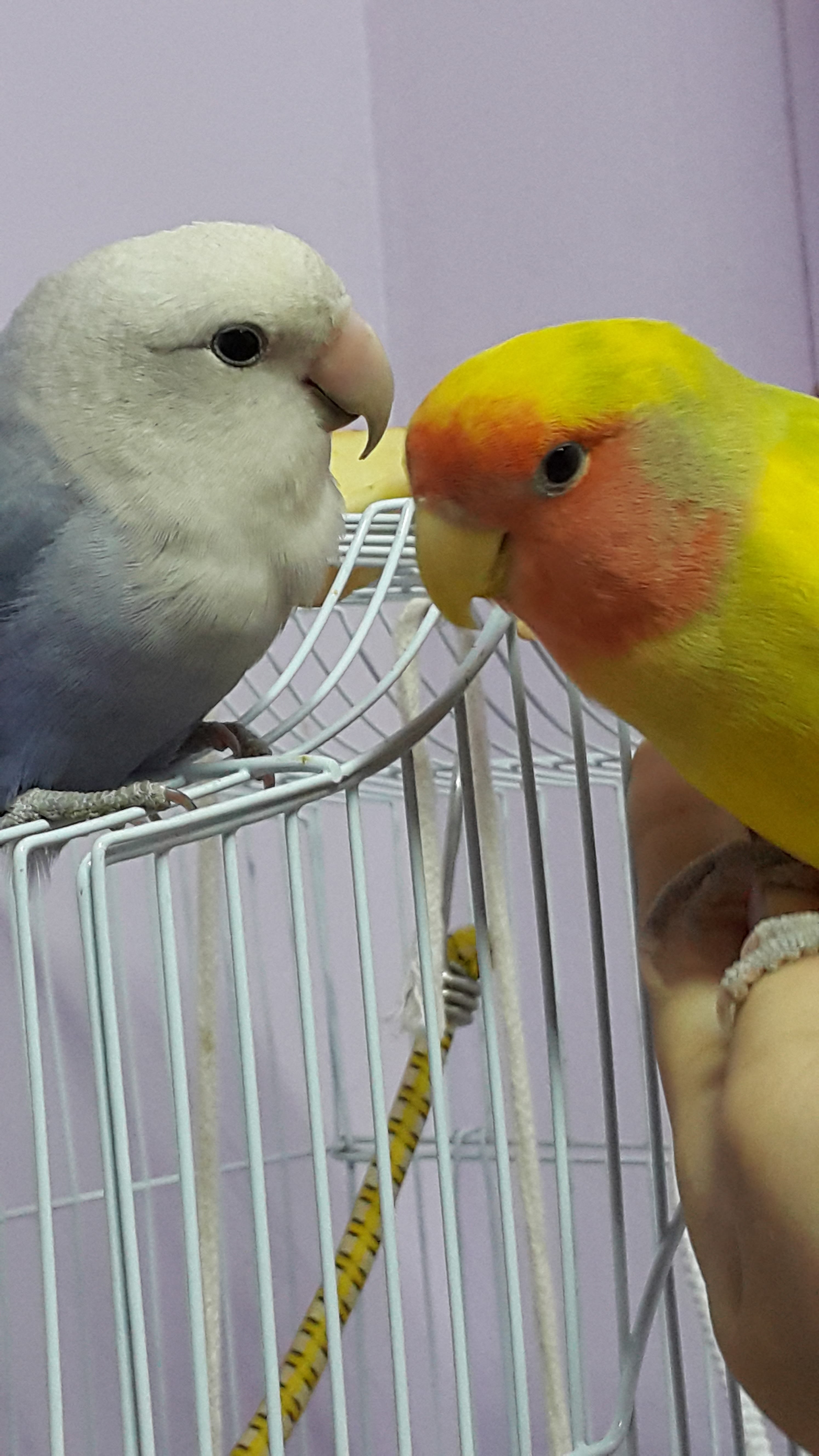 My Lovebird Lost His Mate