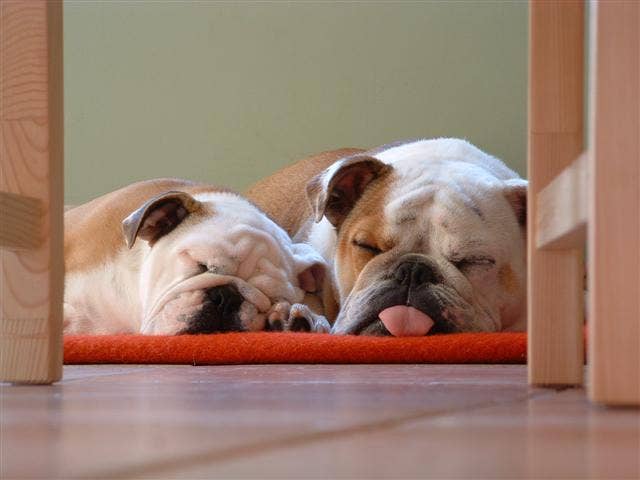 English Bulldog Puppy Tips: Essential Care for Happy Puppies