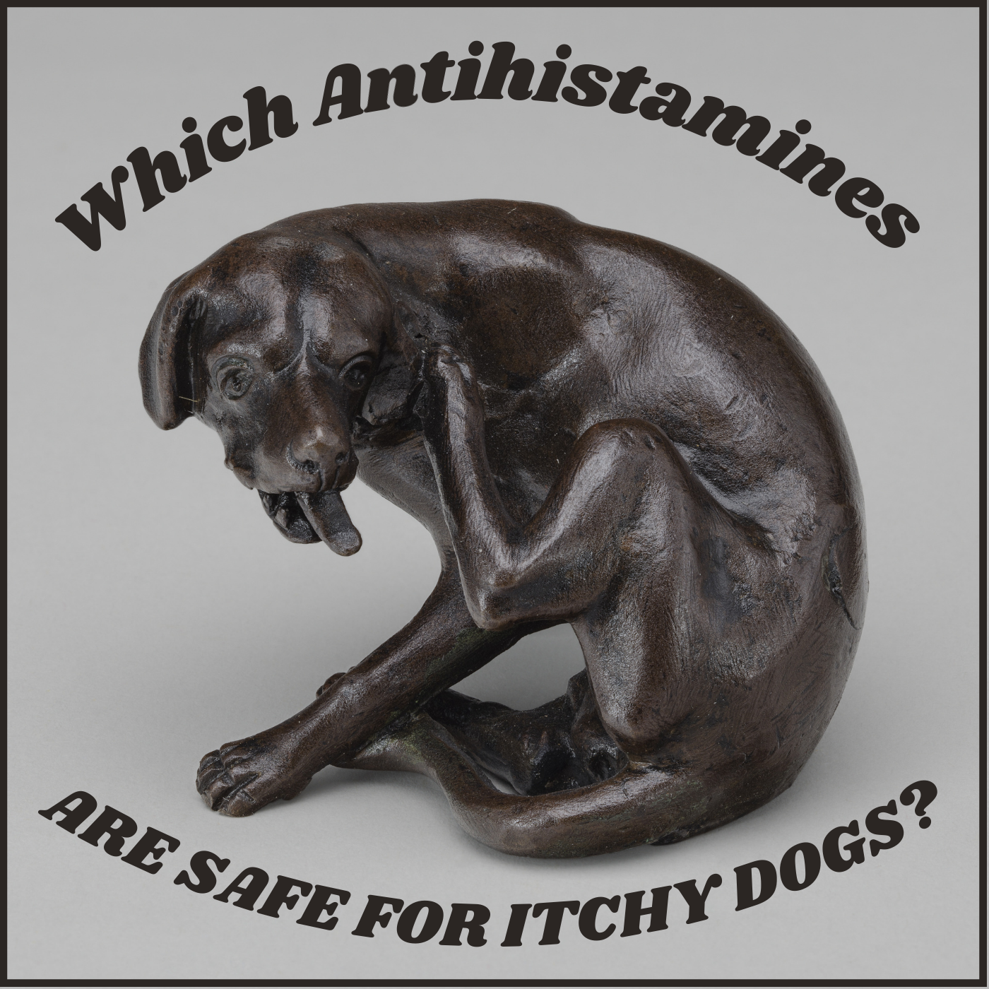 Image showcasing Itching Dog and No Vet? Allergy Pills That Can Help Right Away - PetHelpful