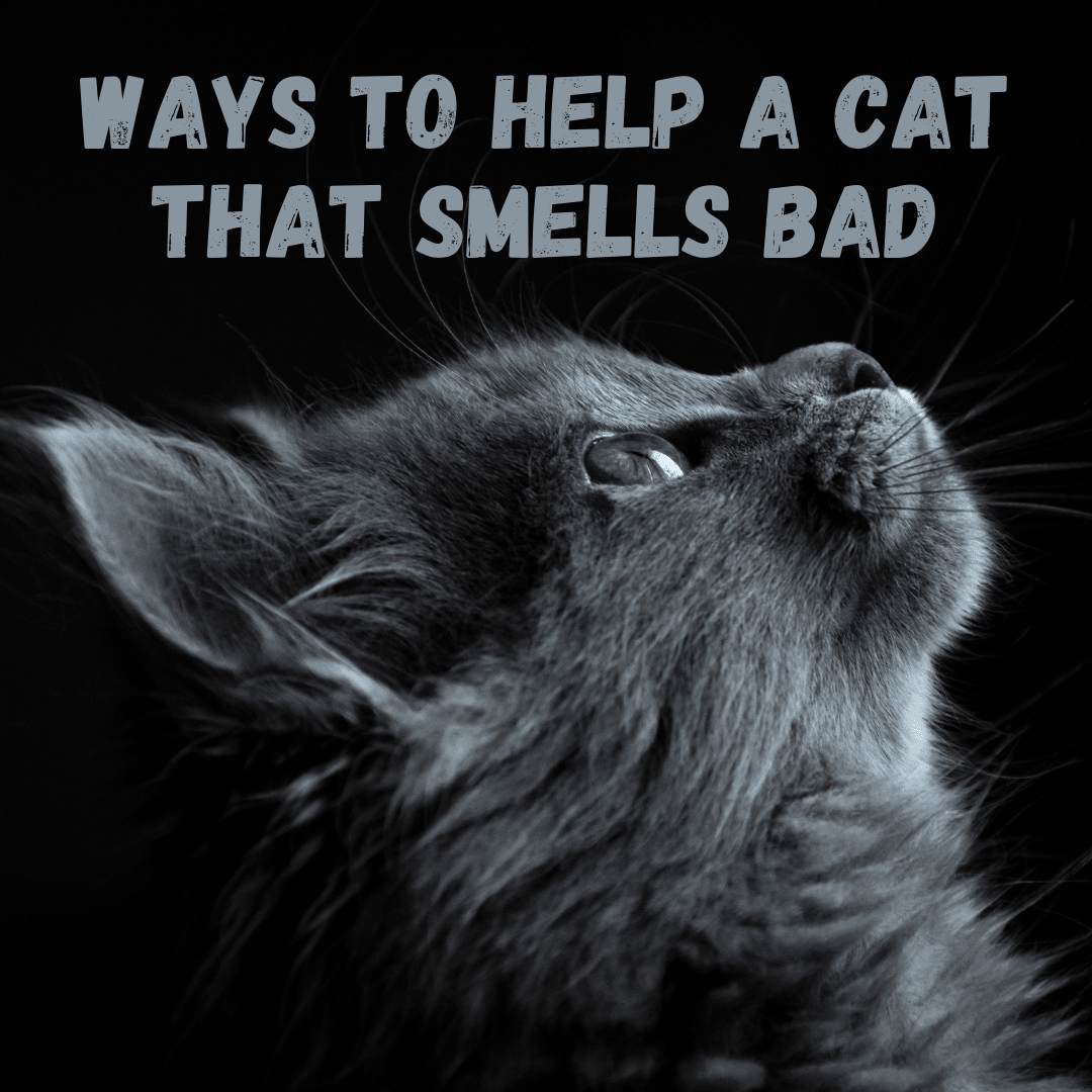 Why Does My Cat Smell Bad?