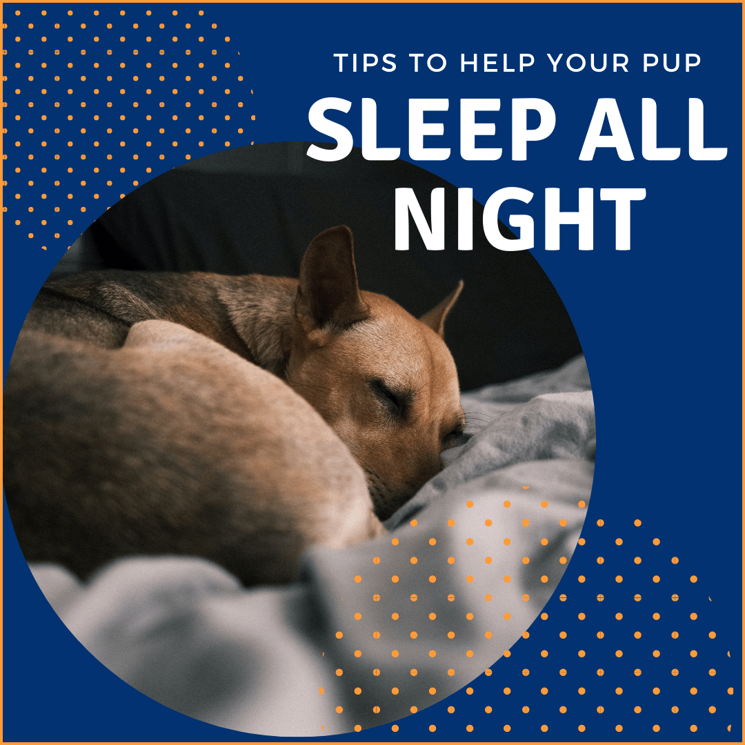 how long will a puppy sleep at night