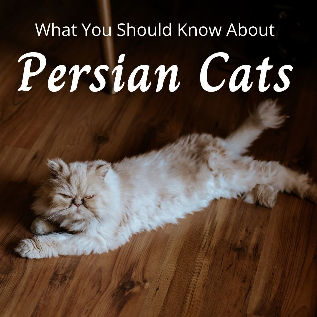 A playful Persian cat