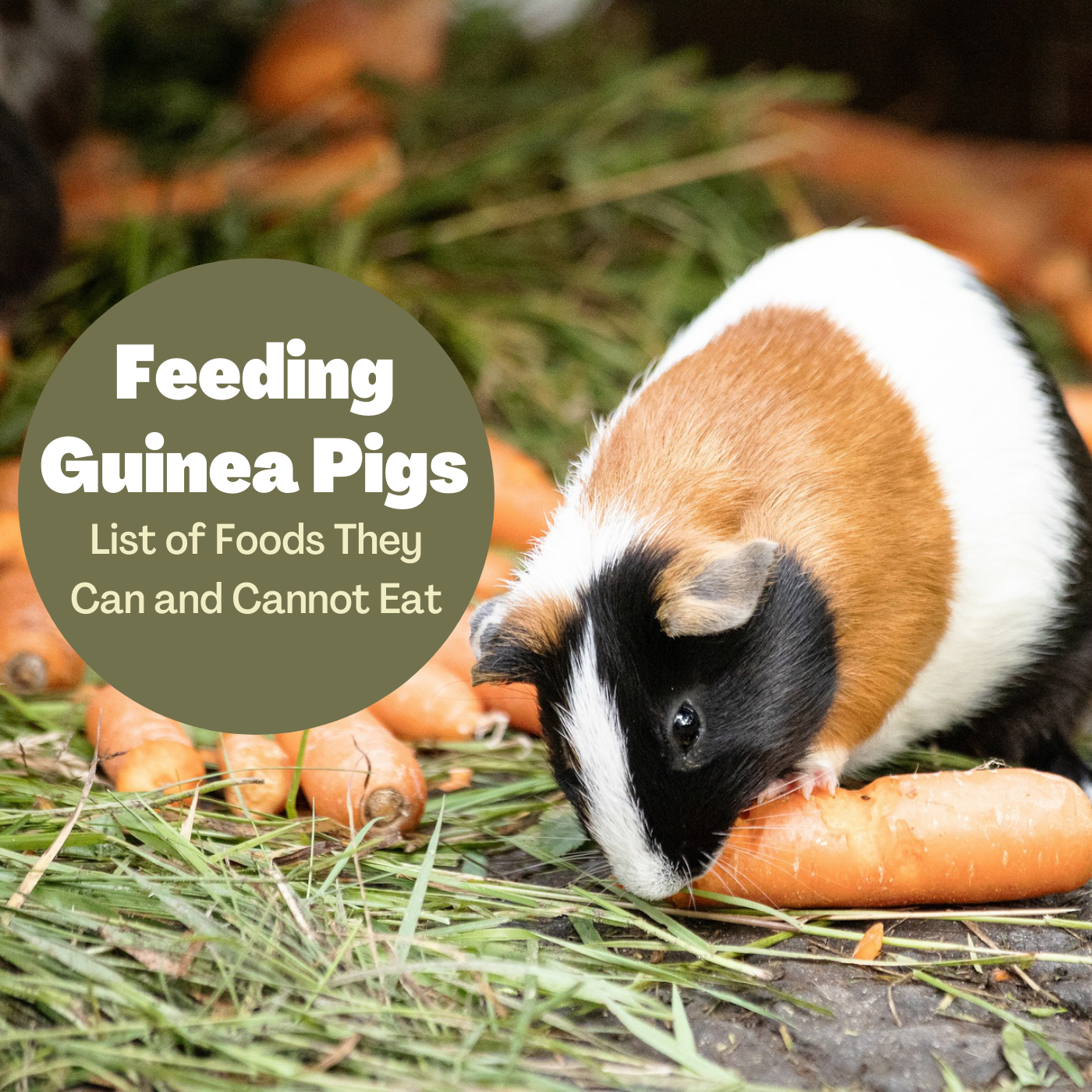 how much should a guinea pig eat