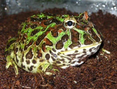Types of pet frogs discount