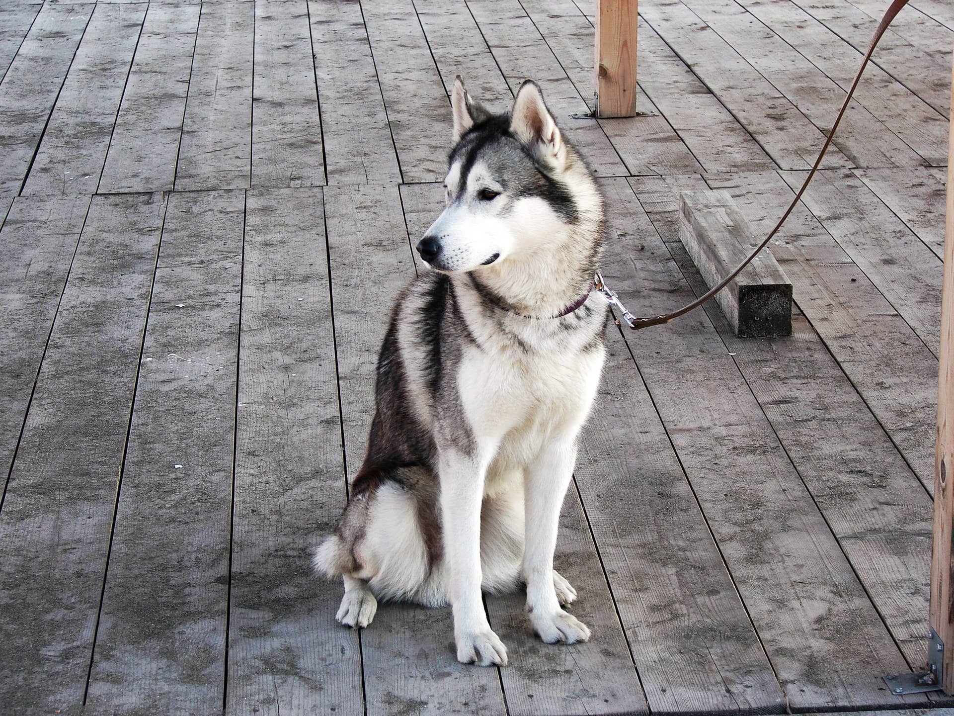 Husky Dog Behavior Problems: Top Solutions for Happy Pets