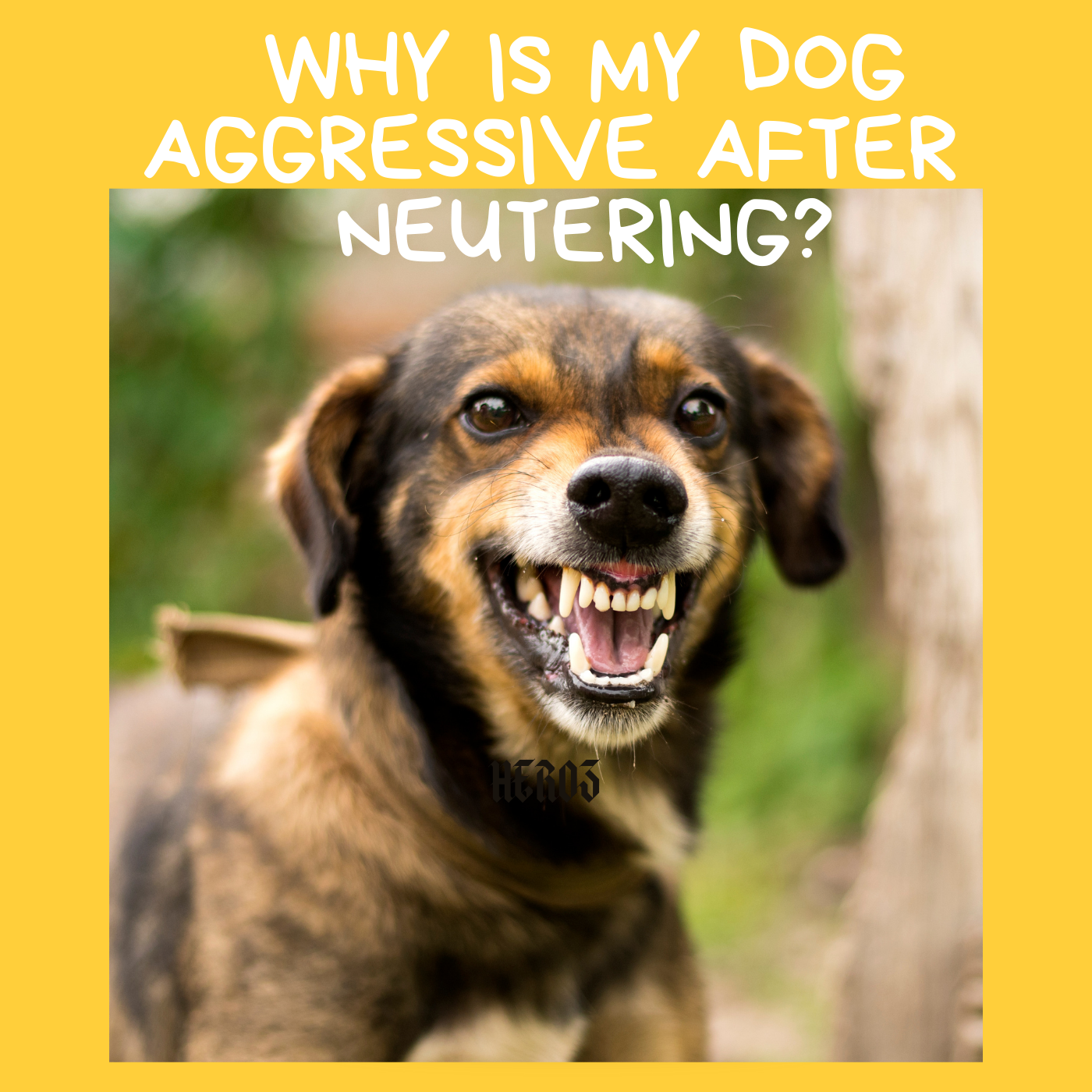 Behavior Changes After Neutering Dog: What to Expect