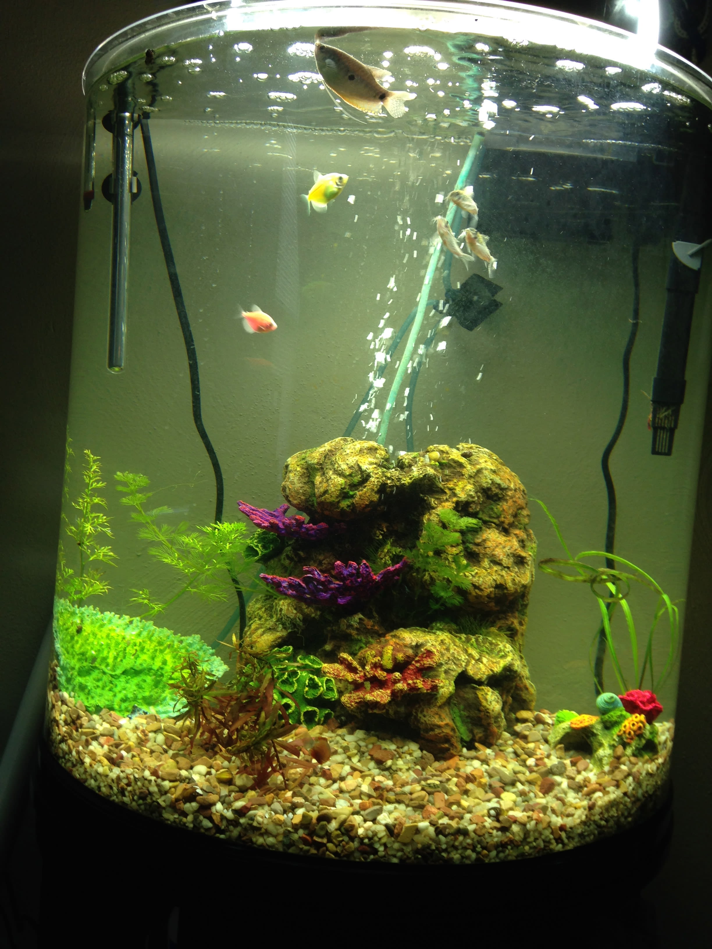 Pros and Cons of Using Live Plants in Your Home Aquarium - PetHelpful, image size:2448x3264