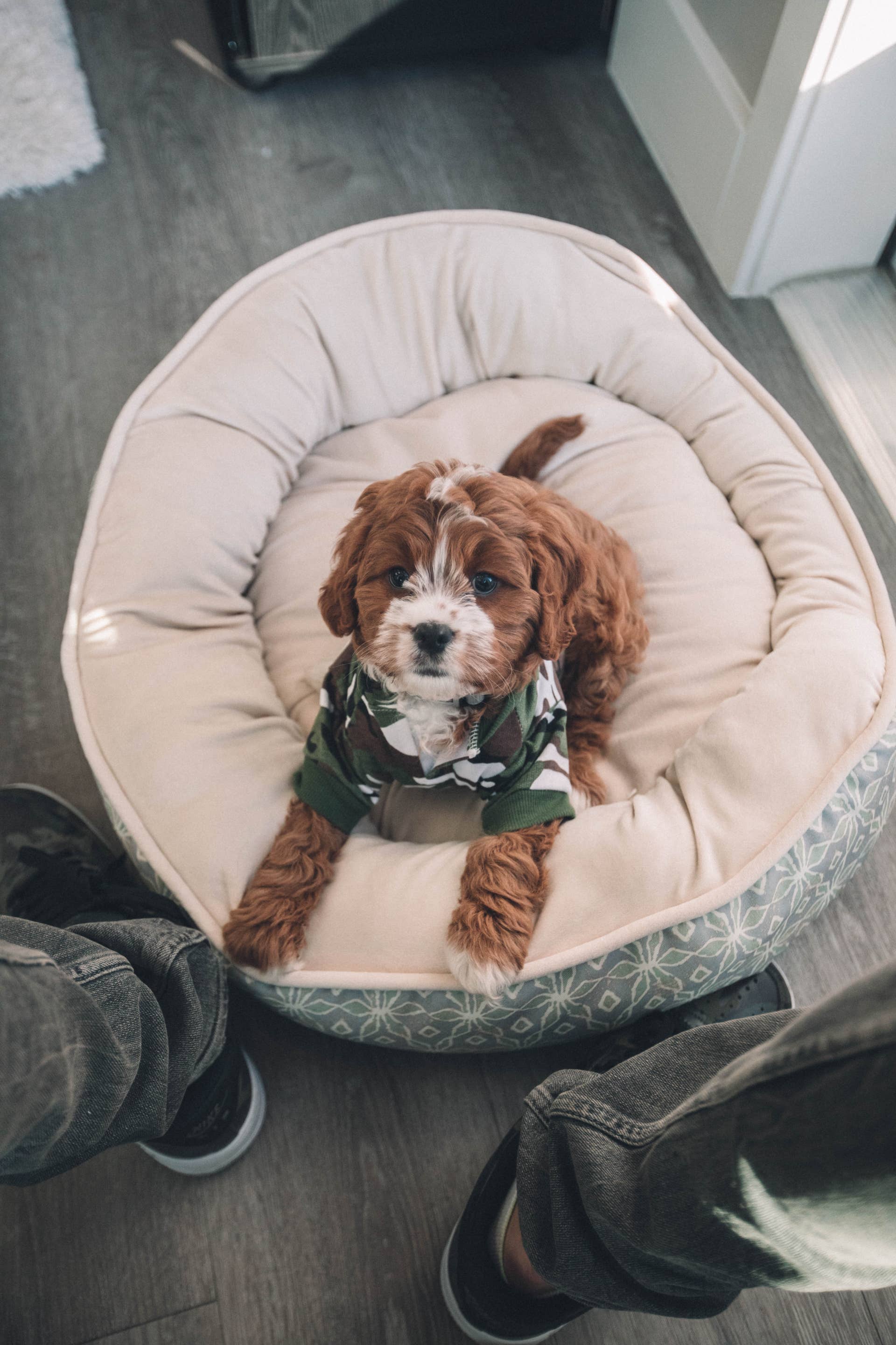 What are the Best Hypoallergenic Dog Breeds for Apartments: Top Picks
