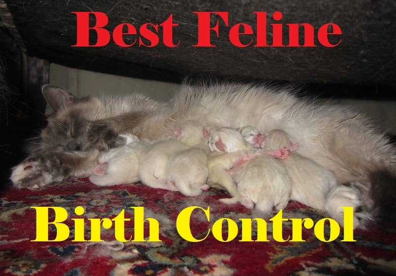 The Best Methods of Birth Control for Your Cat - PetHelpful - Pregnant Cat Flea Control Methods And Products