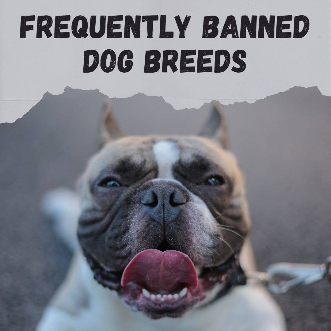 Prohibited Dogs 5 Commonly Banned Dog Breeds