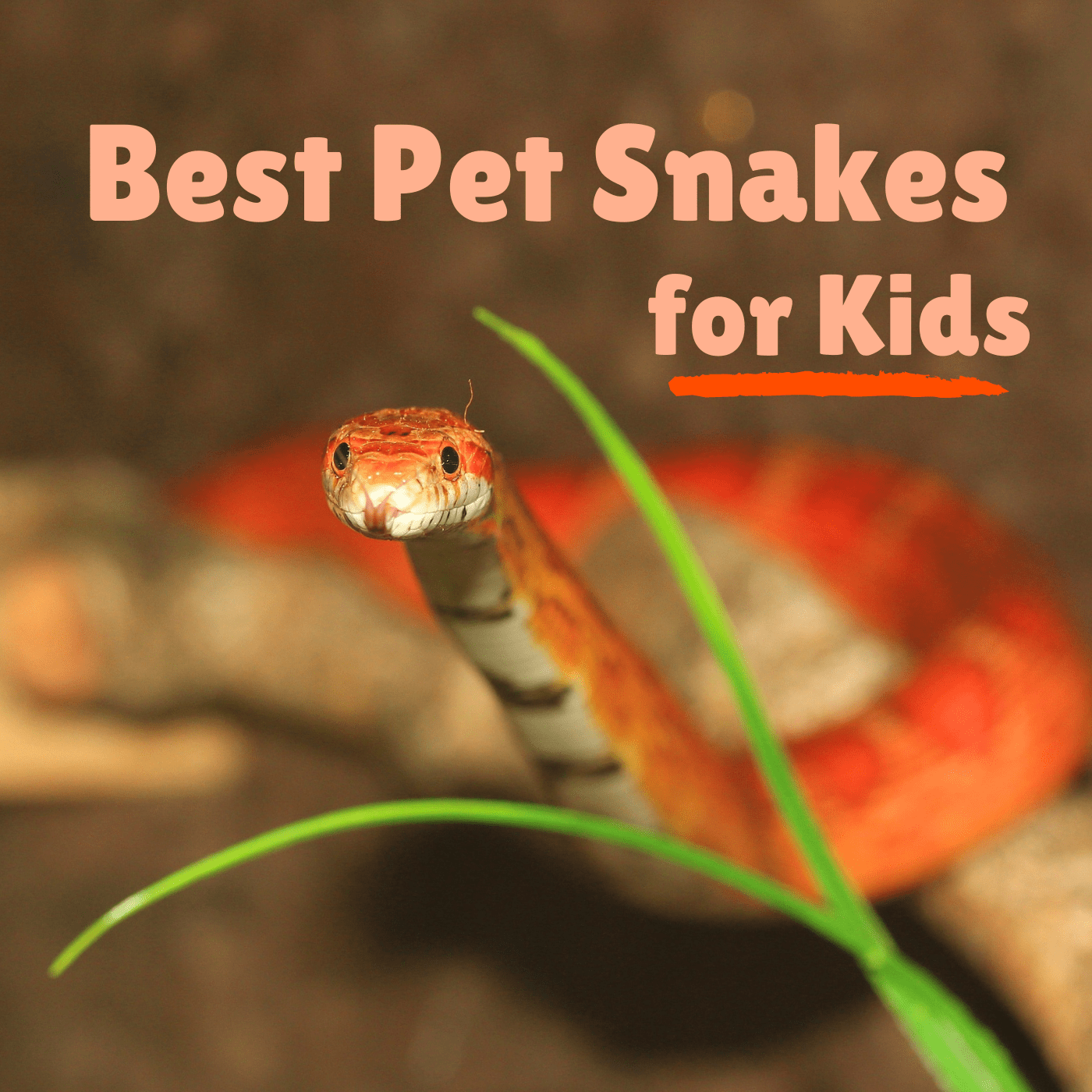 Best Pet Snake Species for Children and Beginners - PetHelpful