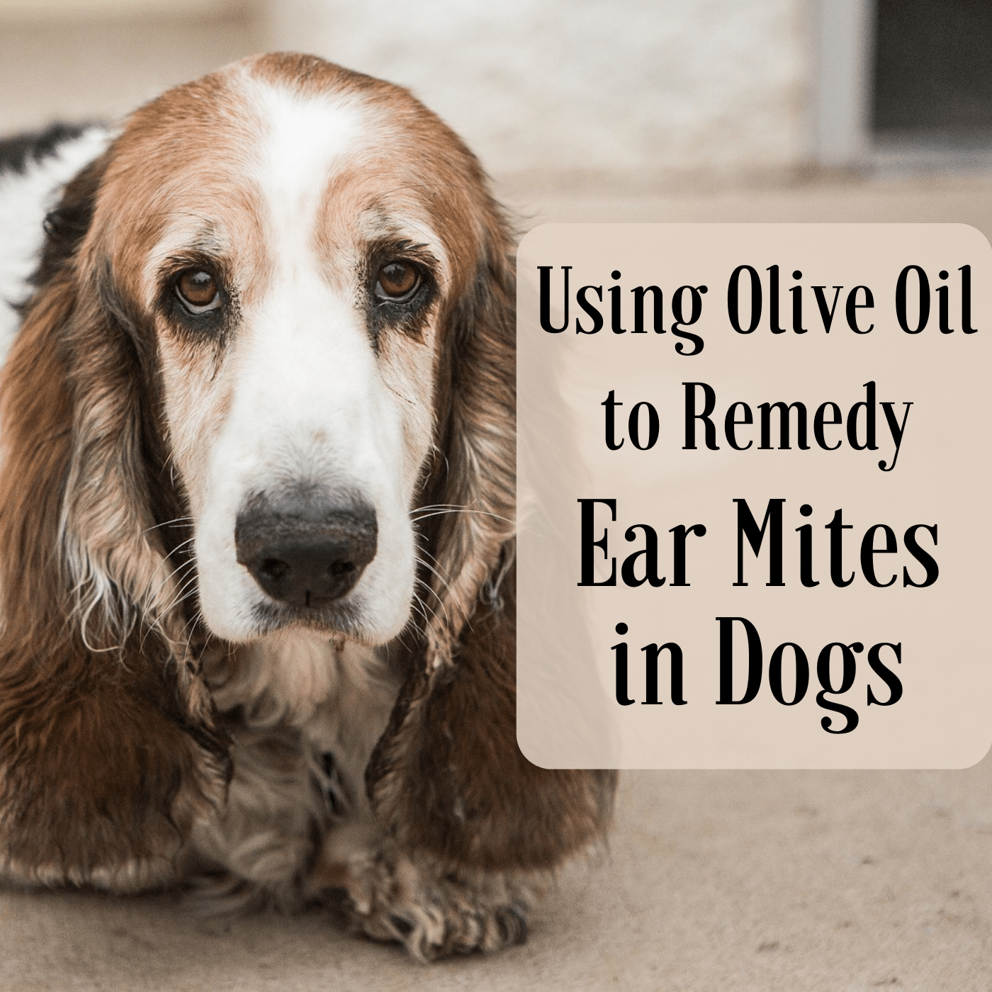 skin mites on dogs home remedy