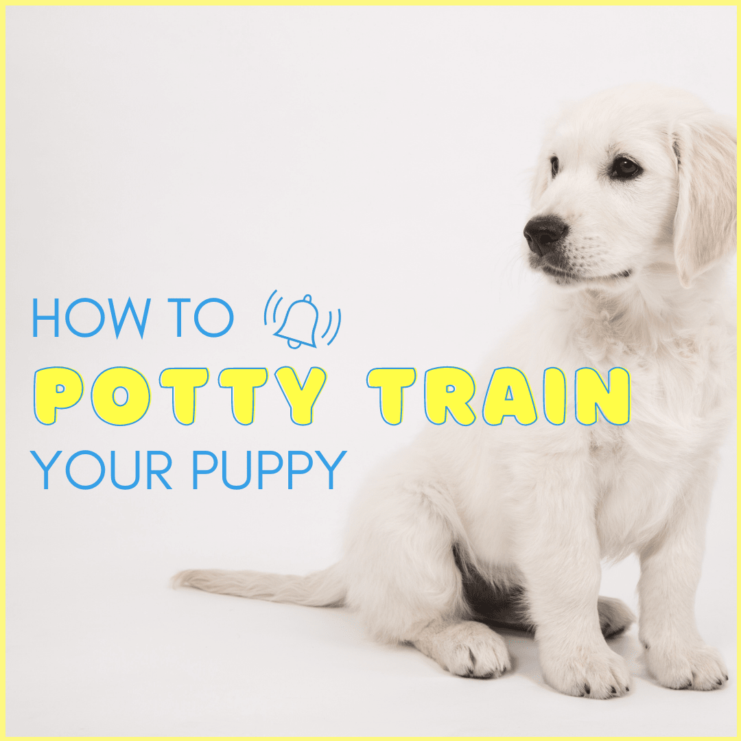 To Poop Most Effective Way To Potty Train A Dog Shop How To Get