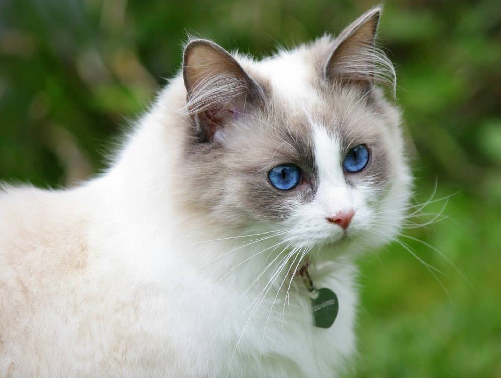 The Unique Ragdoll Cat - PetHelpful
