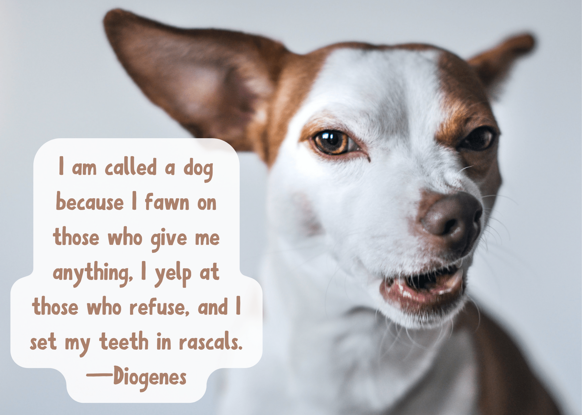 Dog Quotes: Wonderful Sayings About Man's Best Friend - PetHelpful, image size:2000x1428