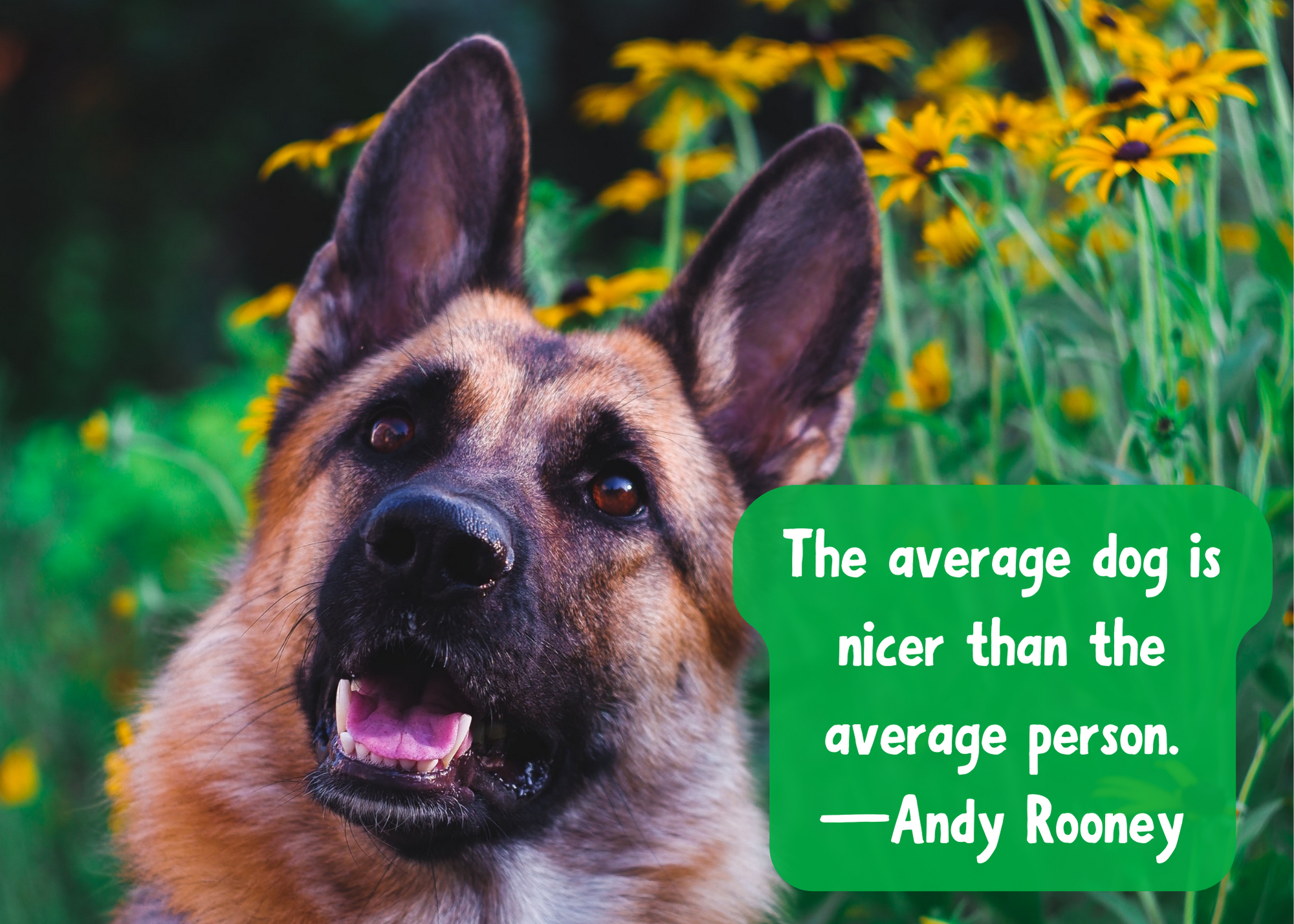 Dog Quotes: Wonderful Sayings About Man's Best Friend - PetHelpful, image size:2000x1428